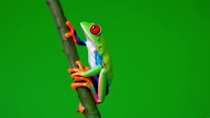 Red-eyed tree frog clinging to branch, showcasing vibrant colors and agile movement in lush rainforest