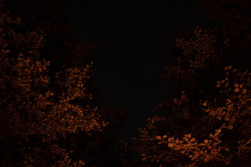 Starry night sky framed by tree branches illuminated with warm light from fire, creating a contrast...