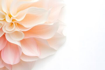 Fototapeta premium Soft pink dahlia close-up petals macro on white background. Elegant floral texture for wedding design, romantic backgrounds, cosmetics branding, and feminine decorative projects.