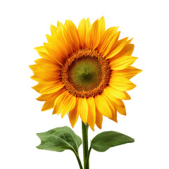 Fototapeta premium Vibrant yellow sunflower with green leaves against black orange petals, Isolated On Png Transparent Background