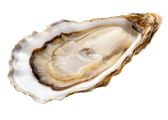 Oyster isolated on a transparent background.