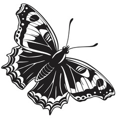 butterfly on white background