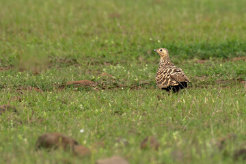 Chestnut bellied Sandgrouse in grass land of Bhigwan