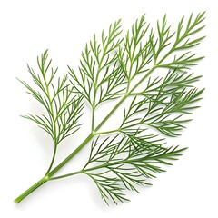 Fototapeta premium Fernleaf Dill Leaf Delicate Feathery Green Herb Isolated on Clean White Background Highlighting Fresh Organic Texture, Intricate Detail, and Culinary Elegance for Gourmet Food Styling