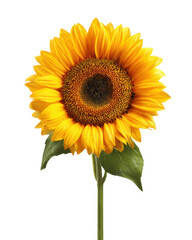 Vibrant yellow sunflower with dark center and green stem against black background orange brown, Isolated On Png Transparent Background