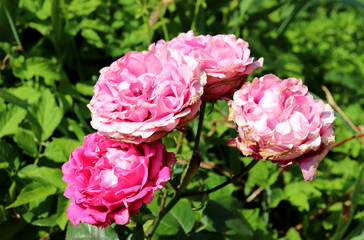 Pink peony roses on a bush in the sunlight on a summer day - horizontal color photo