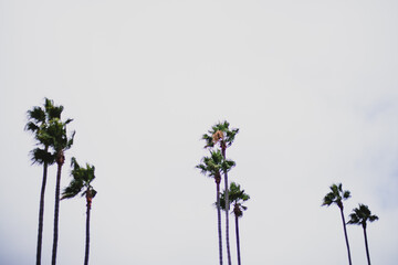 Close-Up of Palm Trees Blowing in the Wind
