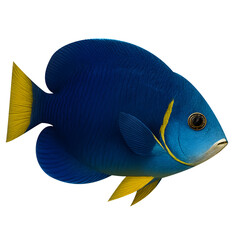 Vibrant blue and yellow angelfish isolated on transparent background