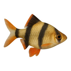 Tiger barb fish isolated on transparent background