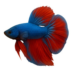 Vibrant blue and red betta fish isolated on transparent background