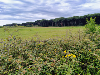 Image of the Tuscan countryside near the village of Marina di Castagneto Crtarducci Livorno Tuscany Italy