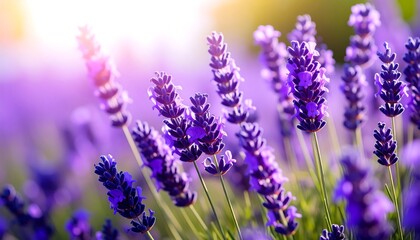 Obraz premium Lush lavender field bathed in sunlight