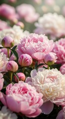 Obraz premium Pastel Peonies with Dewdrops: A Delicate Floral Arrangement in Soft Light