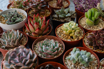 Group of different types of colorful and beautiful succulent plants grown in pots