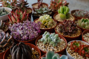 Group of different types of colorful and beautiful succulent plants grown in pots
