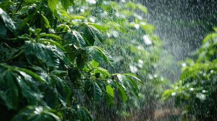 Obraz premium Lush green coffee plants under rain