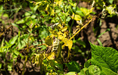 late blight disease on green potato tops, close-up