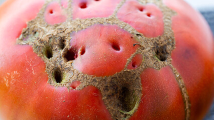 Hole in tomato fruits after anthracnose disease and caterpillars, macro