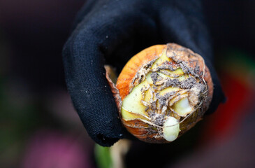 Infected and diseased onion head in black glove. Concept of neck rot, bacterial rot. Parasites,...