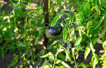 Black tomato fruits on green bushes. Tomato variety, close-up