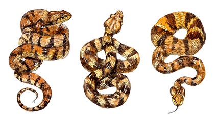 Obraz premium A watercolor vector painting of a mother snake with her kid, isolated on a white background. Mother snake vector.