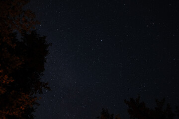 Starry night sky framed by tree branches illuminated with warm light from fire, creating a contrast...