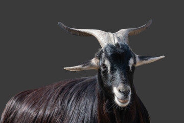 portrait of a black goat looking at the camera