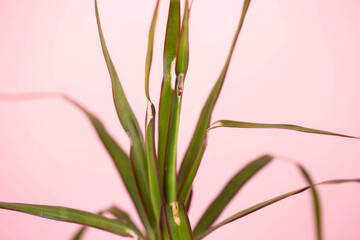 Dry spot on leaves of house plant. Plant disease, fungus, close-up