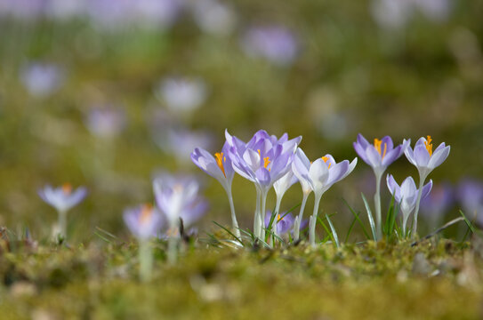 Close up of many cute crocus flowers in the winter