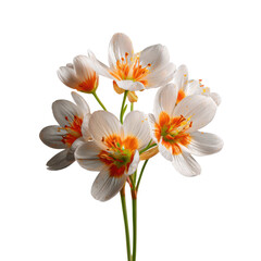 Fototapeta premium Delicate white and orange flowers on black background petals stamens, Isolated On Png Transparent Background