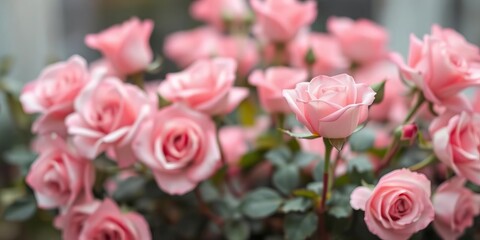 Softly blurred pink roses fill the frame, creating a romantic backdrop, flower texture, blurry