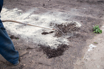 Loosening the soil with a rake and deoxidizing the soil with dolomite flour in the garden in spring, close-up. Copy space for text, neutralizing soil