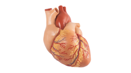 Detailed anatomical heart model medical science educational visual aid transparent background isolated view