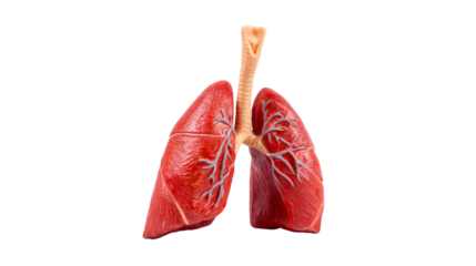 Anatomical lungs model medical education transparent background clinical environment educational concept