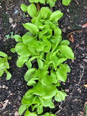 lettuce growing in the garden