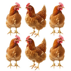 Fototapeta premium Six brown hens standing. Poultry farm theme. Isolated on black background