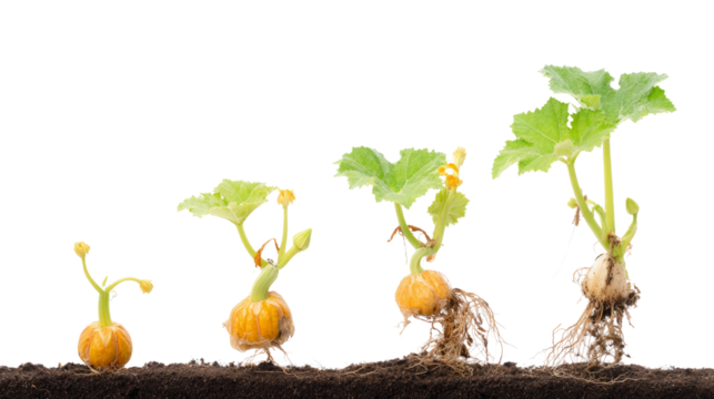 Growing pumpkin seedlings in soil with transparent background nature close-up view plant life cycle