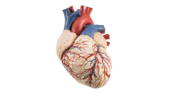 Anatomical heart model medical education transparent background studio environment close-up view science concept