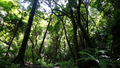 Lush green forest canopy, sunlight filtering through dense trees, creates a mysterious, tranquil scene.