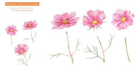 水彩で描いたコスモスのベクターイラスト