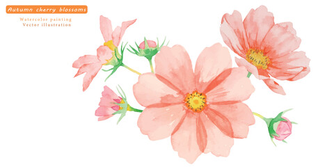 水彩で描いたコスモスのベクターイラスト