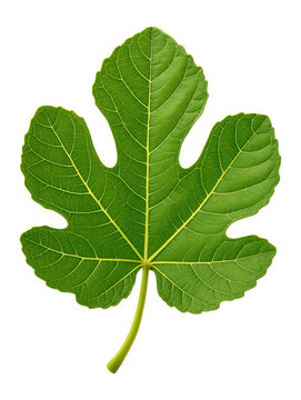 Closeup of a green fig leaf showing detailed venation and botanical texture.