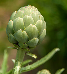 Fototapeta premium Arichaut comestible das les jardins de la saline royale d'Arc-et-Senans, Doubs, France