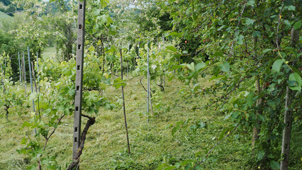 Young vineyard vines undergoing pruning and cultivation in a lush green rural landscape during the spring season in Italy