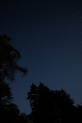 Starry dark blue night sky above forest with tree leaves on the side, long exposure view of the...