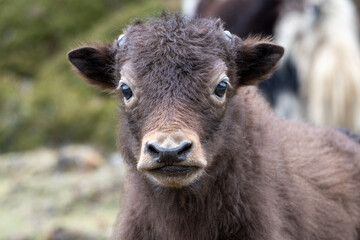 Fototapeta premium Close-up of a fluffy baby yak face in the Khumbu valley, Nepal.