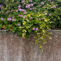 Vibrant flowers cascading over a weathered concrete wall, combining nature’s beauty with the texture of urban decay. Perfect for themes of contrast between man-made structures and the natural world.