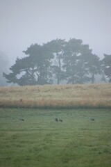 A flock of common cranes is in the distance in a meadow