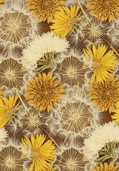 Obraz premium Dandelion Seed Head Pattern Close-Up.