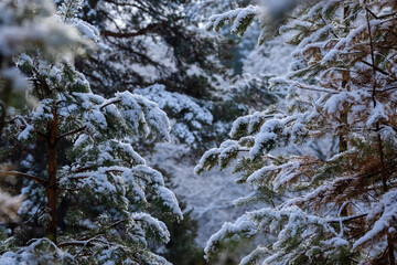 massive coniferous branches are covered with a thick layer of snow